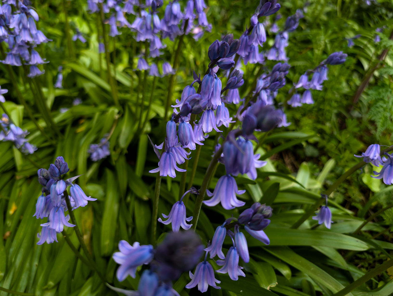 Week 16: Bluebells